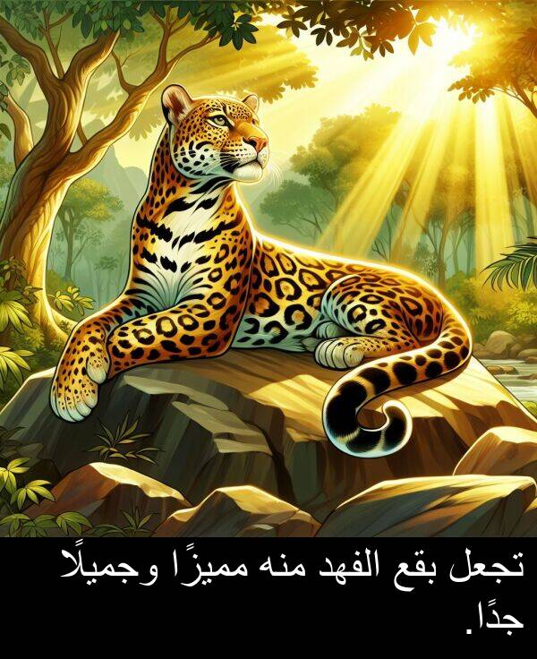 جدًا: تجعل بقع الفهد منه مميزًا وجميلًا جدًا.