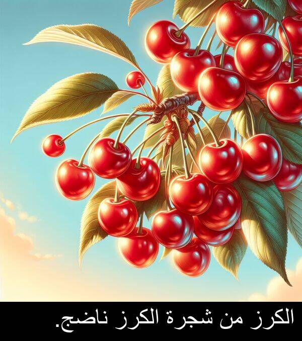 شجرة: الكرز من شجرة الكرز ناضج.
