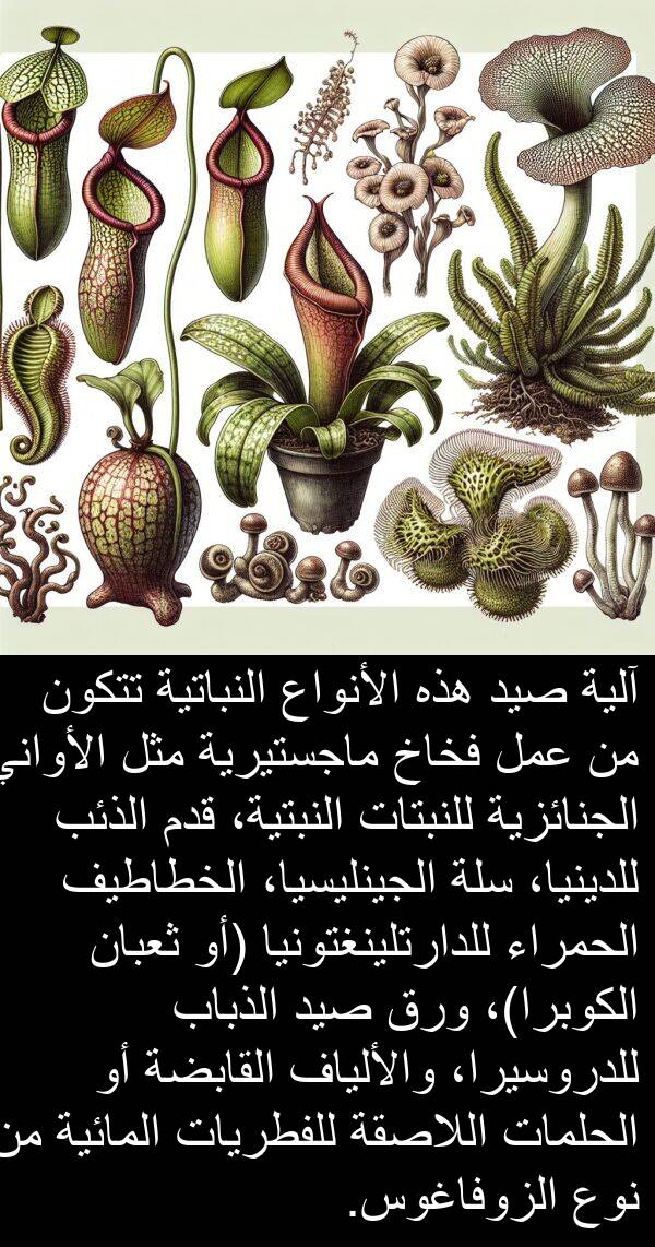آلية: آلية صيد هذه الأنواع النباتية تتكون من عمل فخاخ ماجستيرية مثل الأواني الجنائزية للنبتات النبتية، قدم الذئب للدينيا، سلة الجينليسيا، الخطاطيف الحمراء للدارتلينغتونيا (أو ثعبان الكوبرا)، ورق صيد الذباب للدروسيرا، والألياف القابضة أو الحلمات اللاصقة للفطريات المائية من نوع الزوفاغوس.
