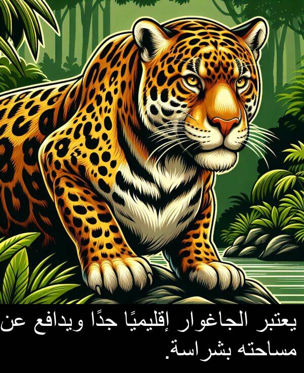 إقليميًا: يعتبر الجاغوار إقليميًا جدًا ويدافع عن مساحته بشراسة.