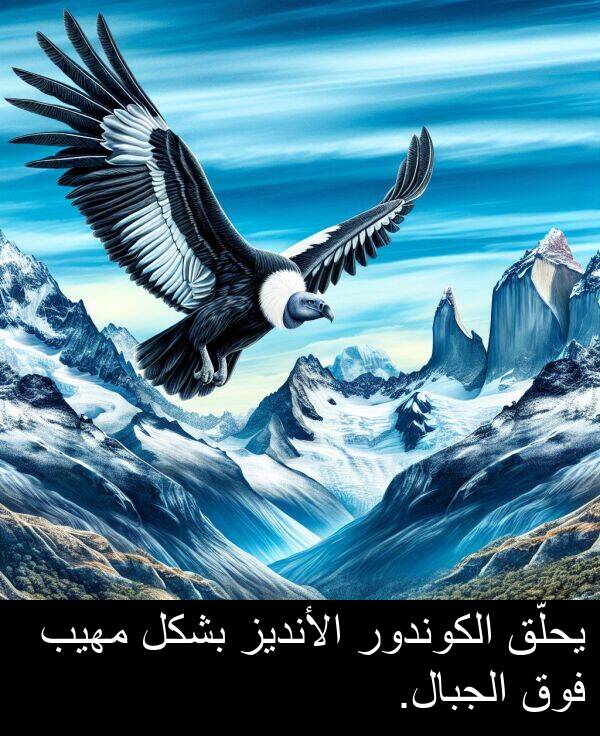 يحلّق: يحلّق الكوندور الأنديز بشكل مهيب فوق الجبال.