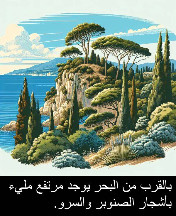 بأشجار: بالقرب من البحر يوجد مرتفع مليء بأشجار الصنوبر والسرو.