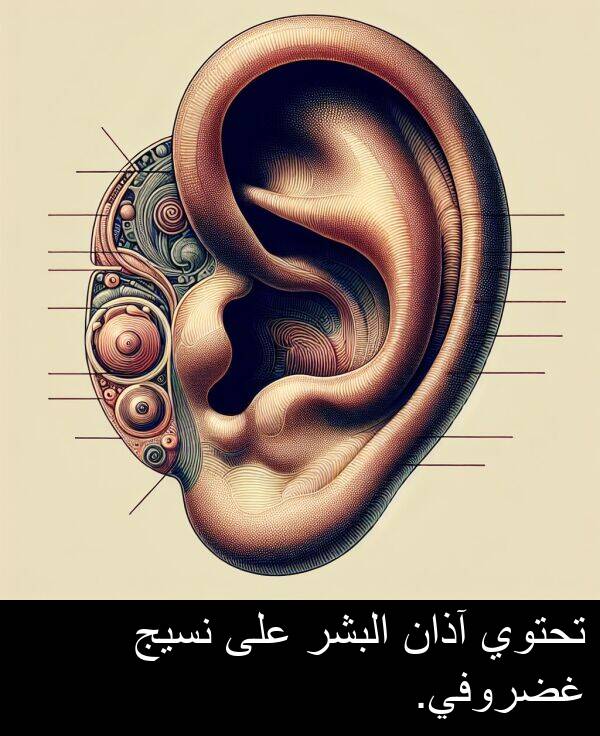 آذان: تحتوي آذان البشر على نسيج غضروفي.