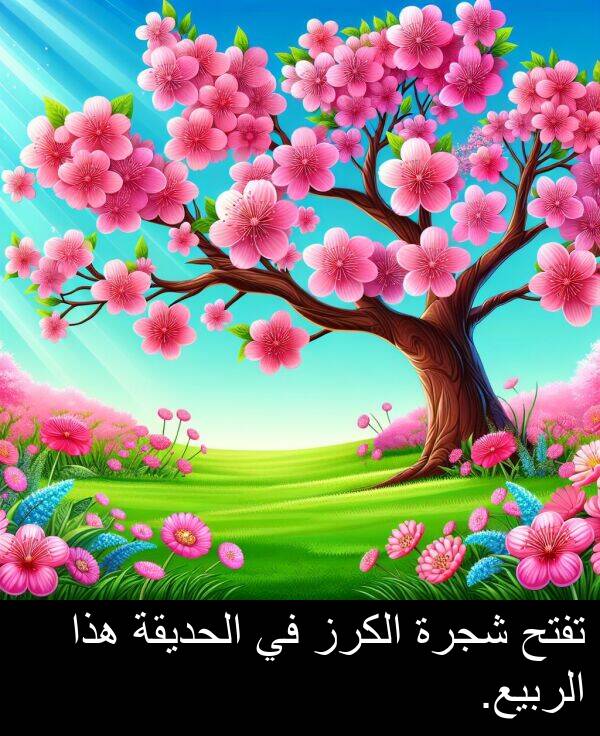 هذا: تفتح شجرة الكرز في الحديقة هذا الربيع.