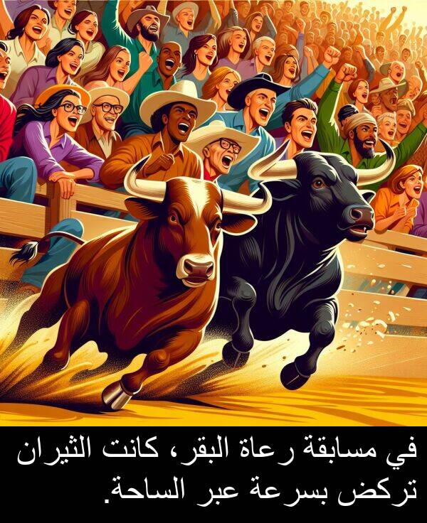 رعاة: في مسابقة رعاة البقر، كانت الثيران تركض بسرعة عبر الساحة.