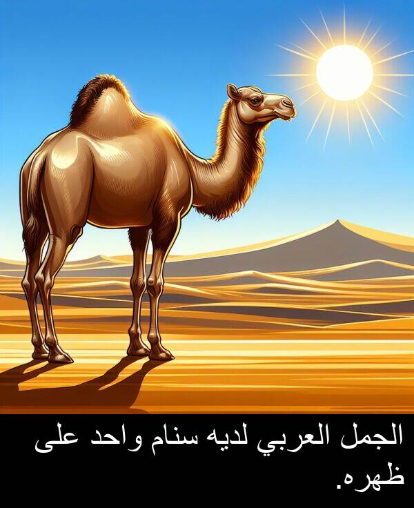 لديه: الجمل العربي لديه سنام واحد على ظهره.
