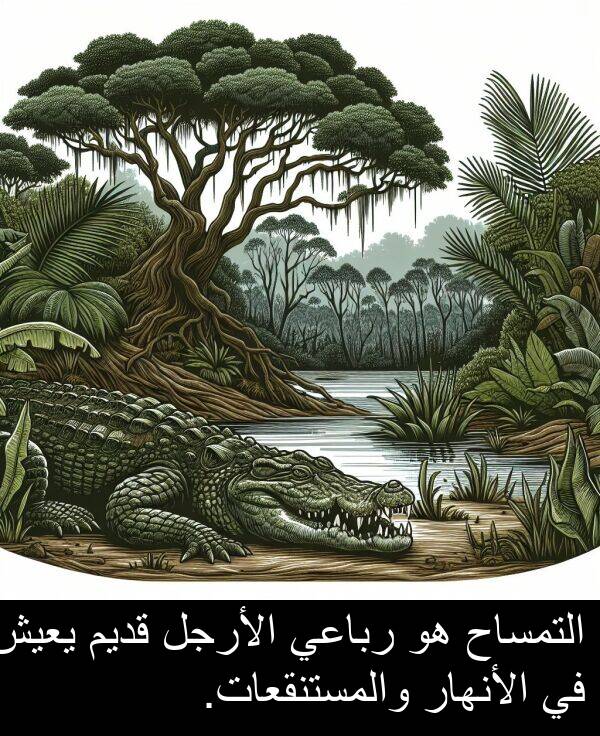 رباعي: التمساح هو رباعي الأرجل قديم يعيش في الأنهار والمستنقعات.