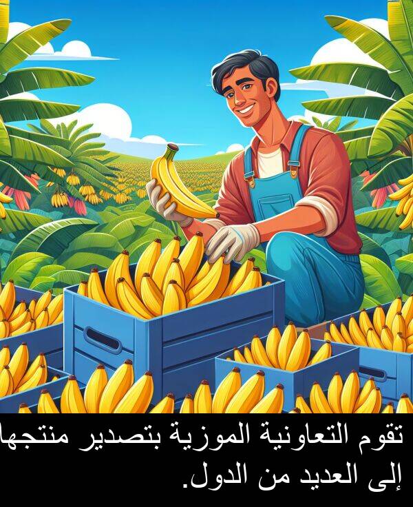 التعاونية: تقوم التعاونية الموزية بتصدير منتجها إلى العديد من الدول.