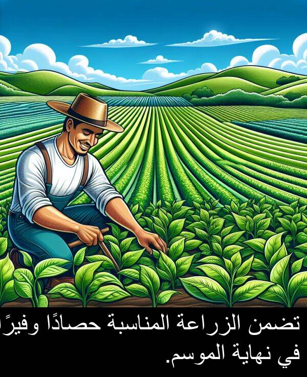 الموسم: تضمن الزراعة المناسبة حصادًا وفيرًا في نهاية الموسم.