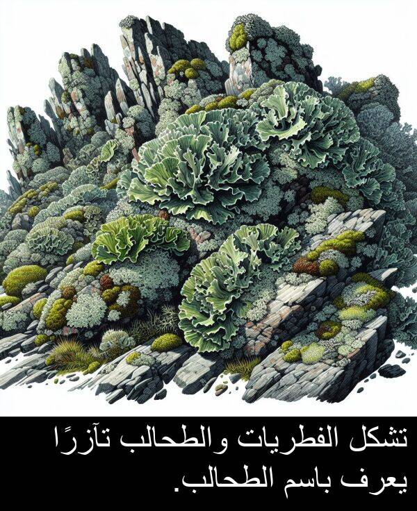 باسم: تشكل الفطريات والطحالب تآزرًا يعرف باسم الطحالب.