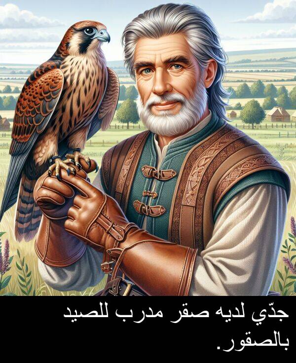 صقر: جدّي لديه صقر مدرب للصيد بالصقور.