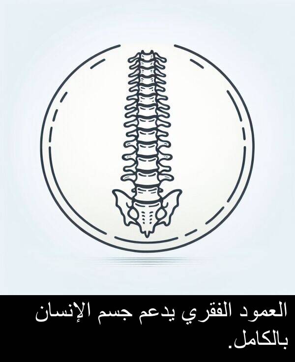 يدعم: العمود الفقري يدعم جسم الإنسان بالكامل.