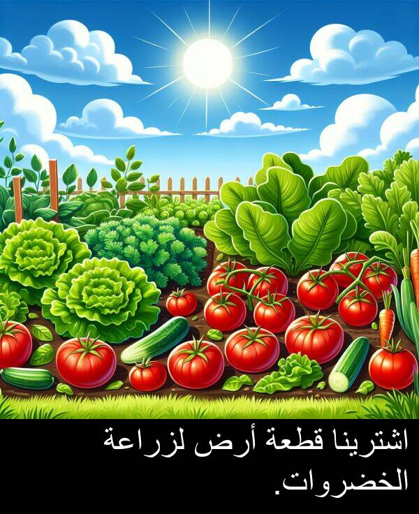 أرض: اشترينا قطعة أرض لزراعة الخضروات.