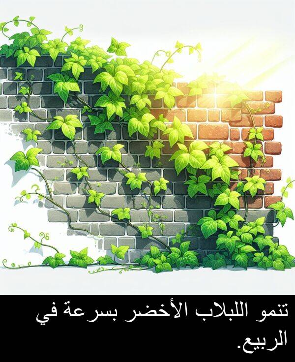 الأخضر: تنمو اللبلاب الأخضر بسرعة في الربيع.
