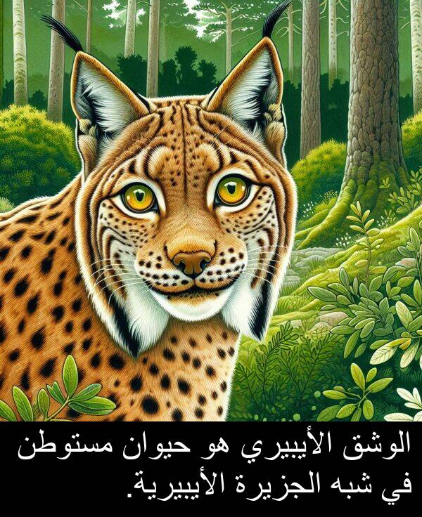 شبه: الوشق الأيبيري هو حيوان مستوطن في شبه الجزيرة الأيبيرية.