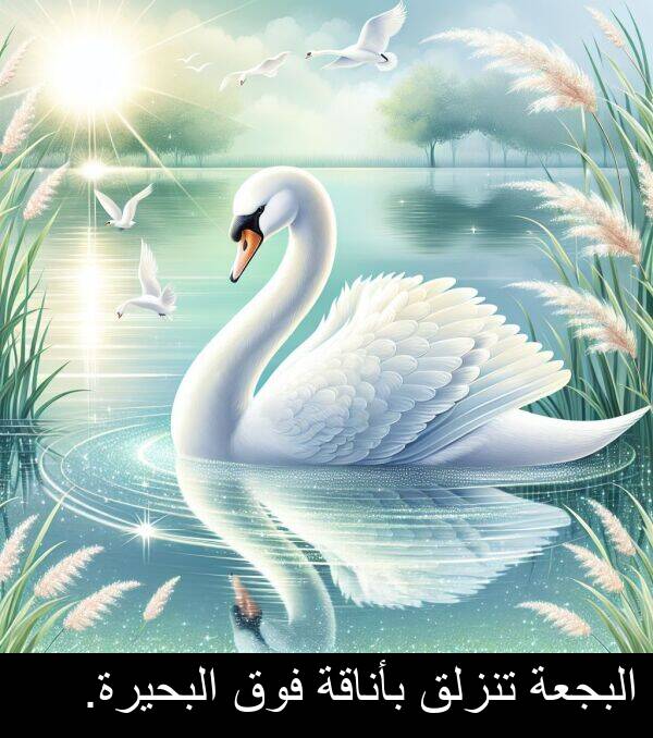 البحيرة: البجعة تنزلق بأناقة فوق البحيرة.