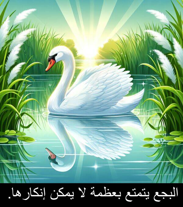 إنكارها: البجع يتمتع بعظمة لا يمكن إنكارها.