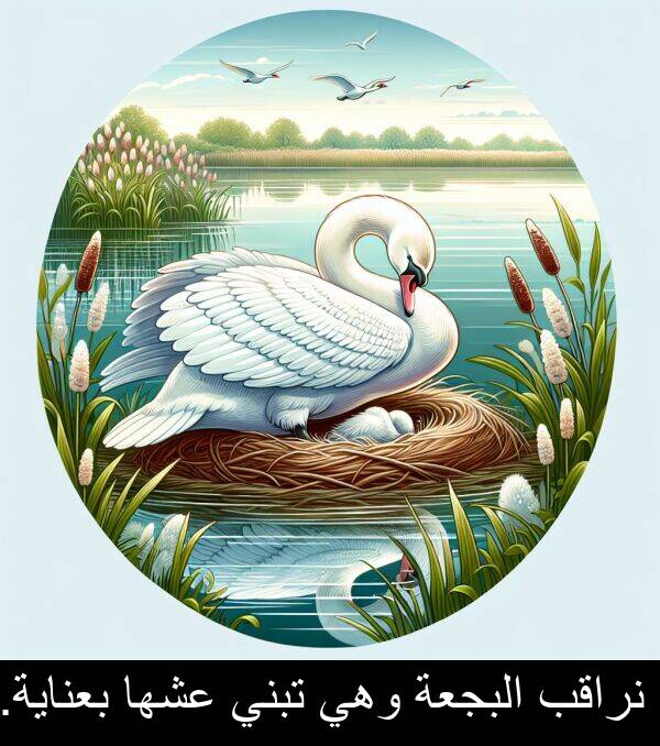 عشها: نراقب البجعة وهي تبني عشها بعناية.