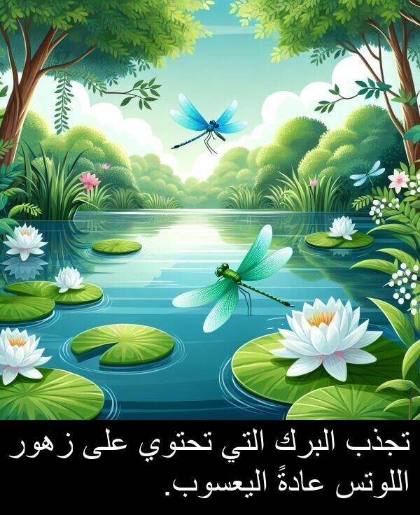 زهور: تجذب البرك التي تحتوي على زهور اللوتس عادةً اليعسوب.