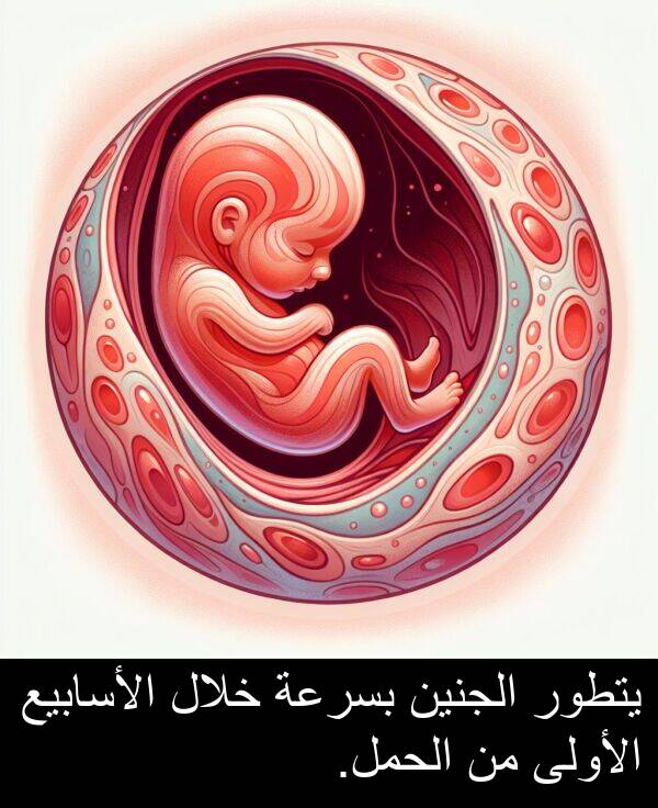 يتطور: يتطور الجنين بسرعة خلال الأسابيع الأولى من الحمل.
