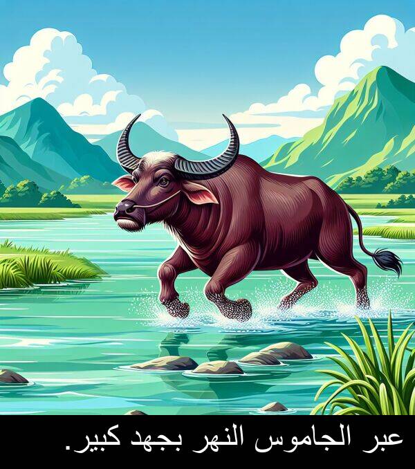 كبير: عبر الجاموس النهر بجهد كبير.
