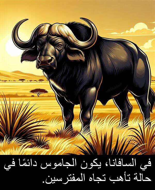 يكون: في السافانا، يكون الجاموس دائمًا في حالة تأهب تجاه المفترسين.