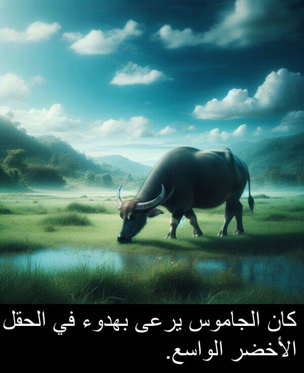 يرعى: كان الجاموس يرعى بهدوء في الحقل الأخضر الواسع.