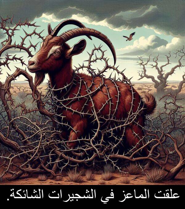 علقت: علقت الماعز في الشجيرات الشائكة.