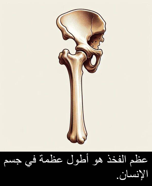 عظم: عظم الفخذ هو أطول عظمة في جسم الإنسان.