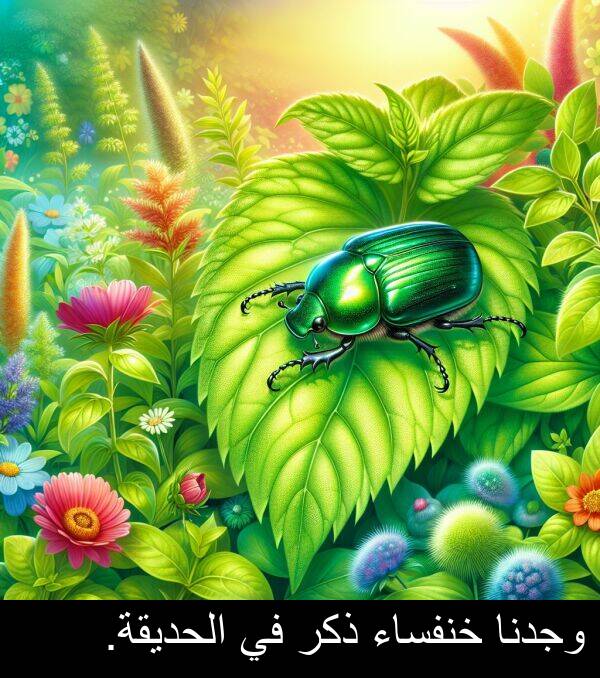 ذكر: وجدنا خنفساء ذكر في الحديقة.
