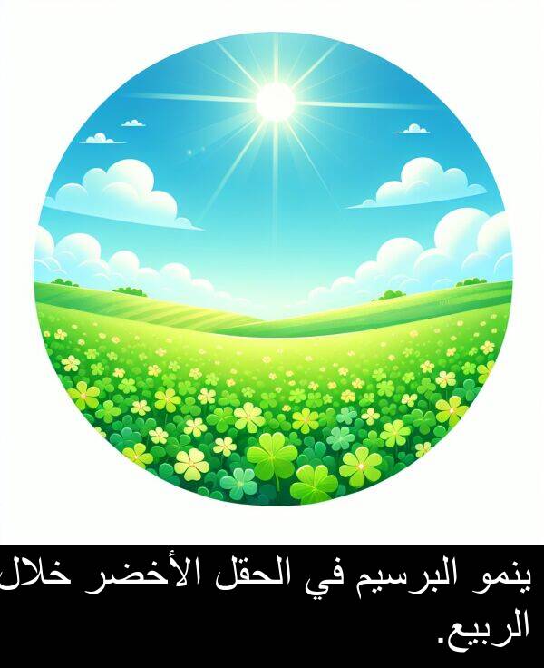 خلال: ينمو البرسيم في الحقل الأخضر خلال الربيع.