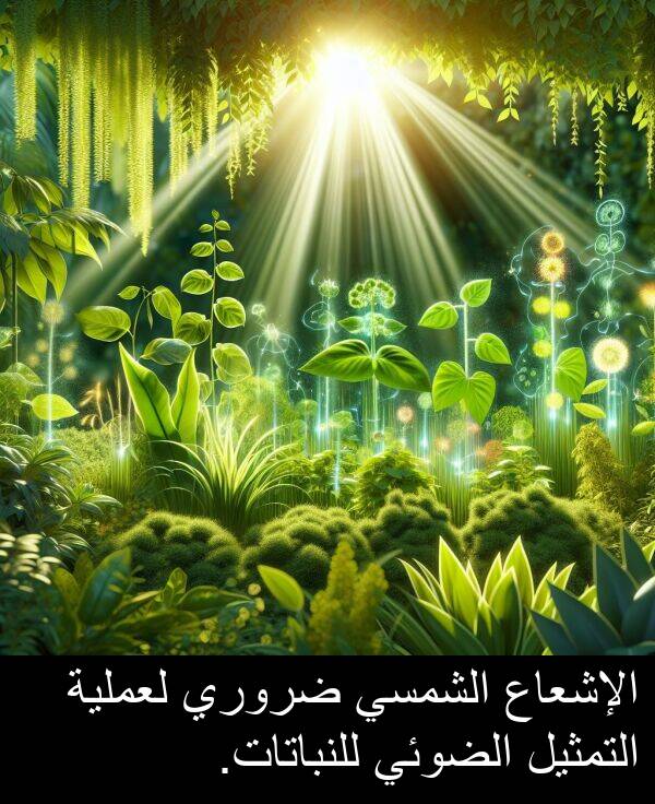 ضروري: الإشعاع الشمسي ضروري لعملية التمثيل الضوئي للنباتات.