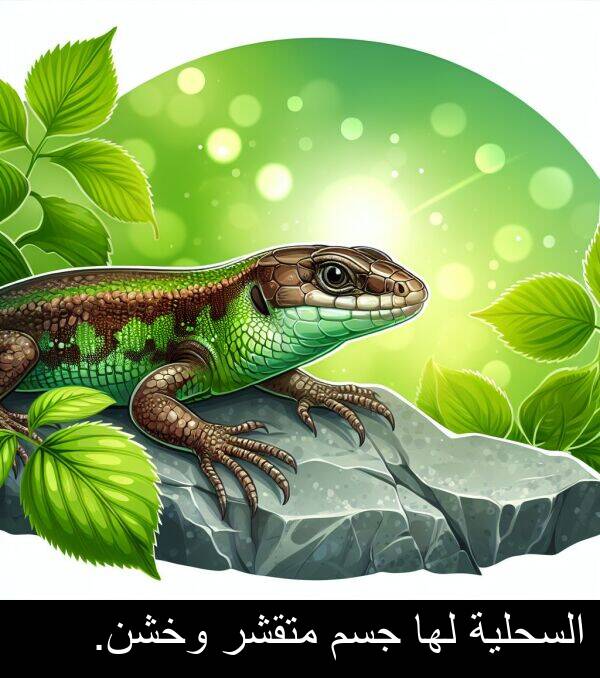 جسم: السحلية لها جسم متقشر وخشن.