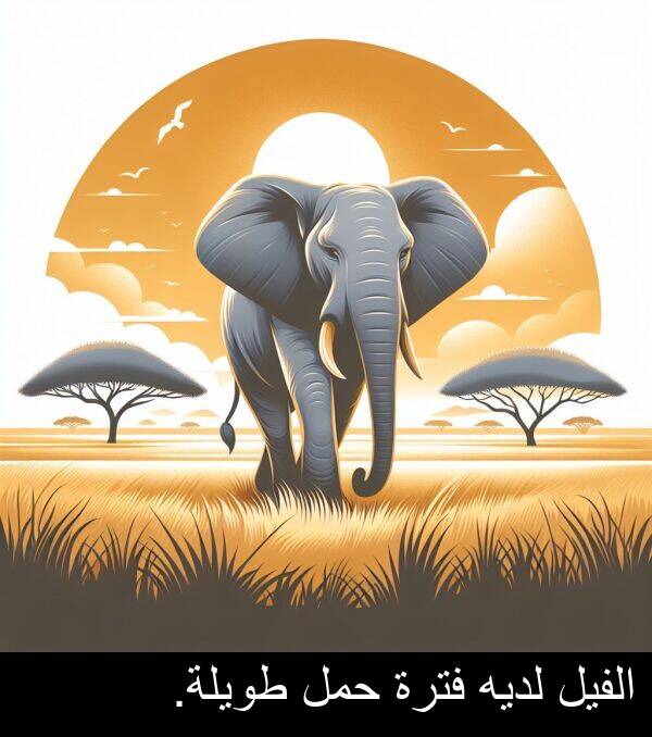 لديه: الفيل لديه فترة حمل طويلة.