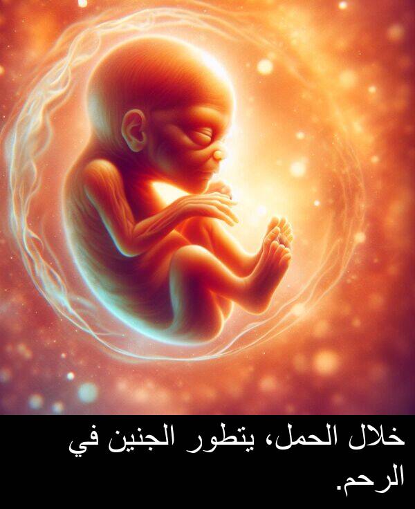 يتطور: خلال الحمل، يتطور الجنين في الرحم.