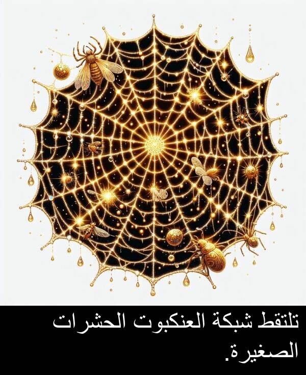 شبكة: تلتقط شبكة العنكبوت الحشرات الصغيرة.