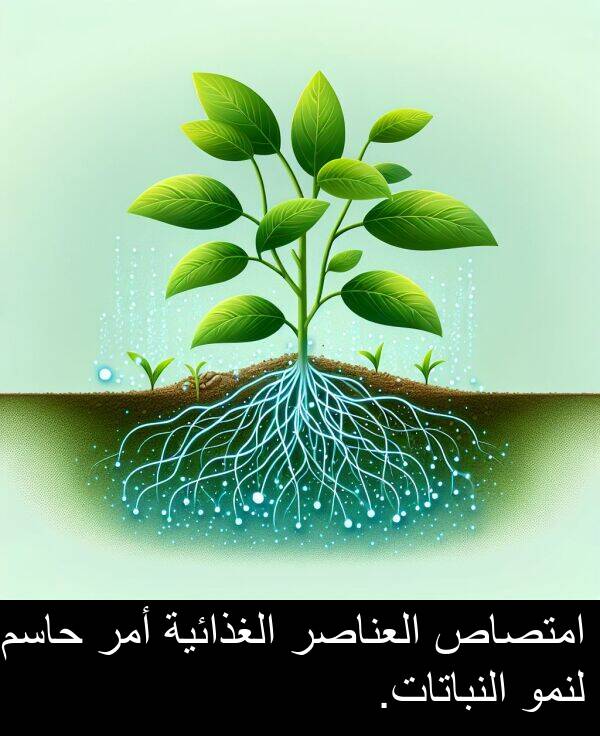 أمر: امتصاص العناصر الغذائية أمر حاسم لنمو النباتات.