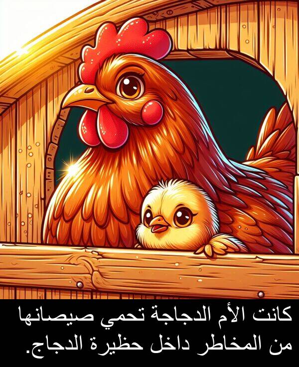 داخل: كانت الأم الدجاجة تحمي صيصانها من المخاطر داخل حظيرة الدجاج.