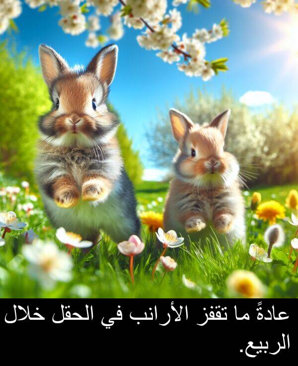 عادةً: عادةً ما تقفز الأرانب في الحقل خلال الربيع.