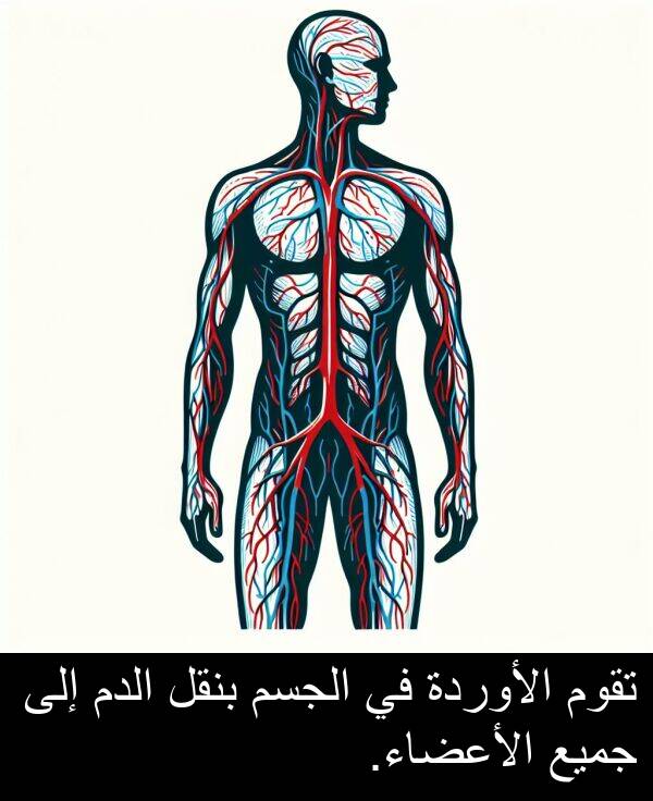 جميع: تقوم الأوردة في الجسم بنقل الدم إلى جميع الأعضاء.