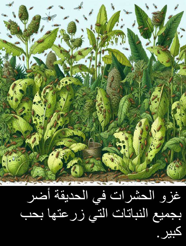 غزو: غزو الحشرات في الحديقة أضر بجميع النباتات التي زرعتها بحب كبير.