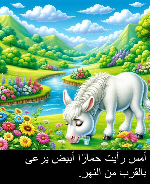 يرعى: أمس رأيت حمارًا أبيض يرعى بالقرب من النهر.