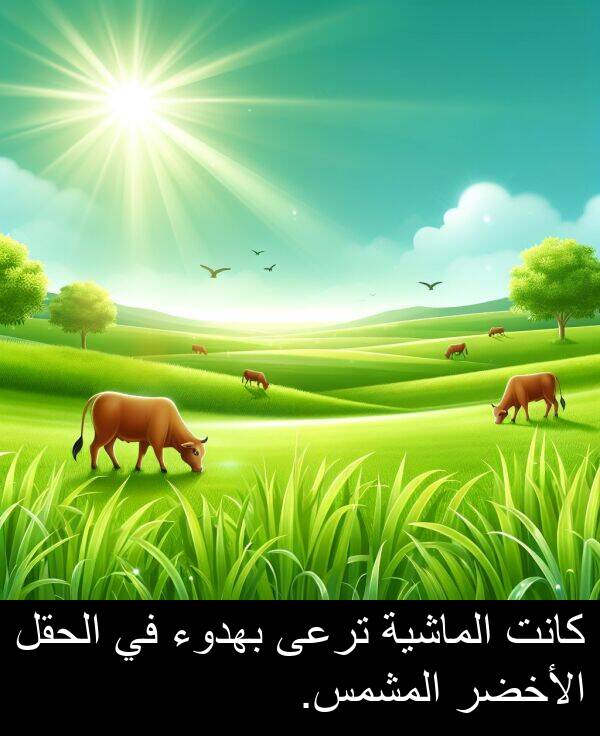 الأخضر: كانت الماشية ترعى بهدوء في الحقل الأخضر المشمس.