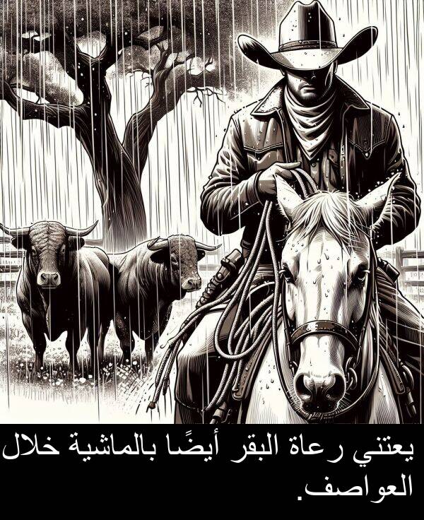 رعاة: يعتني رعاة البقر أيضًا بالماشية خلال العواصف.