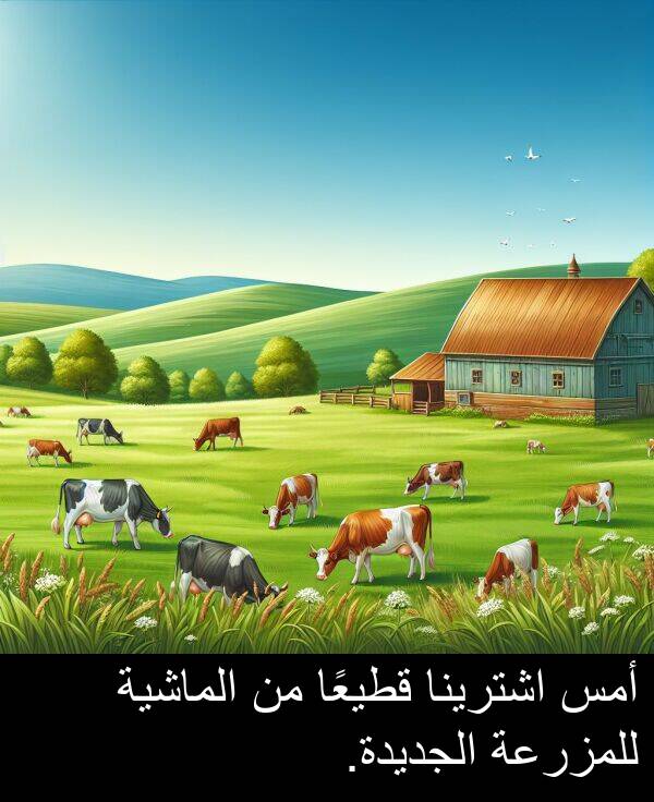 قطيعًا: أمس اشترينا قطيعًا من الماشية للمزرعة الجديدة.