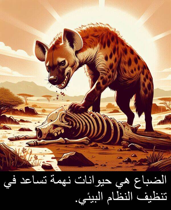 النظام: الضباع هي حيوانات نهمة تساعد في تنظيف النظام البيئي.