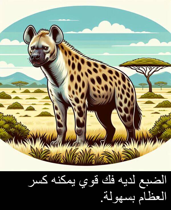 لديه: الضبع لديه فك قوي يمكنه كسر العظام بسهولة.