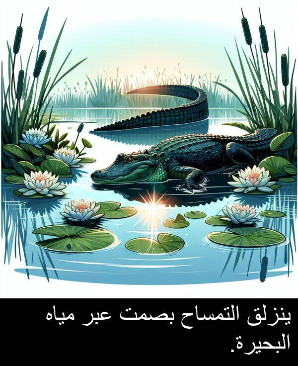 عبر: ينزلق التمساح بصمت عبر مياه البحيرة.