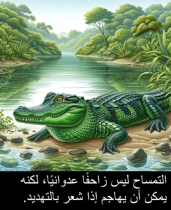 شعر: التمساح ليس زاحفًا عدوانيًا، لكنه يمكن أن يهاجم إذا شعر بالتهديد.