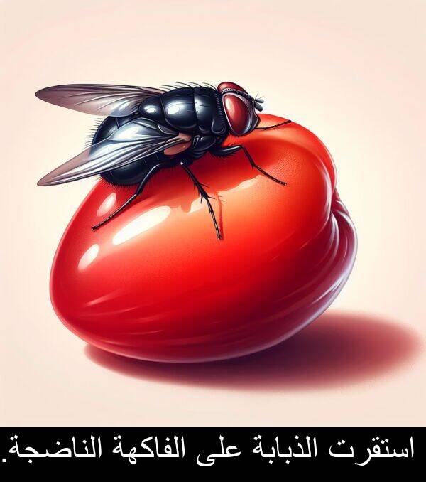 استقرت: استقرت الذبابة على الفاكهة الناضجة.